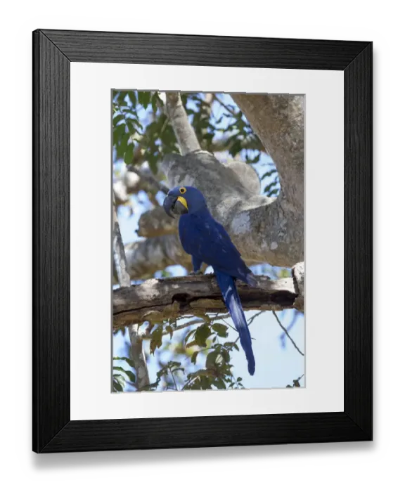 Framed Print : South America, Brazil, Mato Grosso, The Pantanal, hyacinth macaw, (Anodorhynchus hyacinthinus)