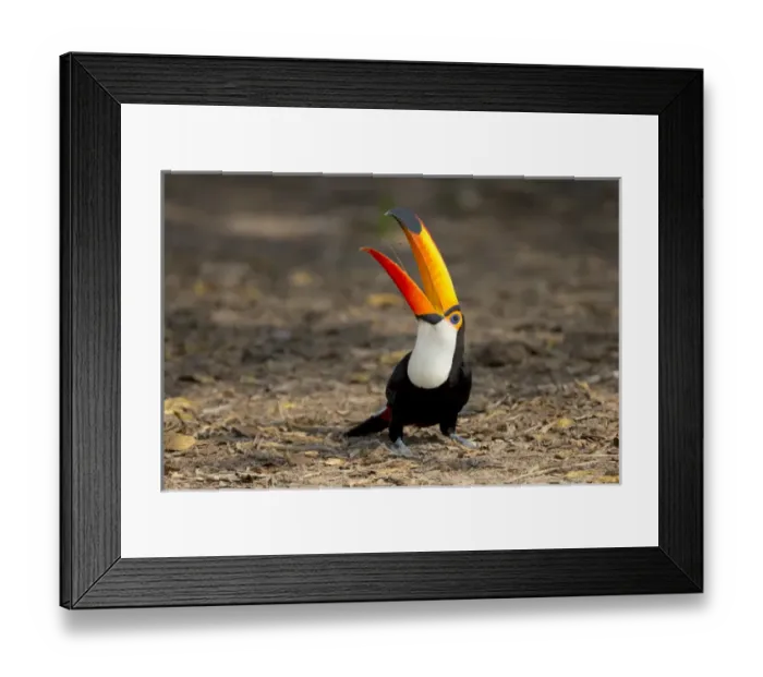Framed Print : South America, Brazil, Mato Grosso, The Pantanal, toco toucan (Ramphastos toco)
