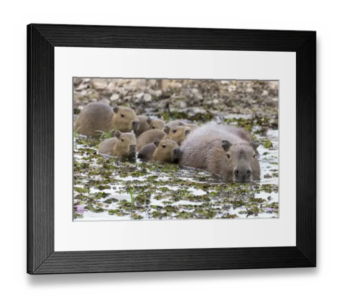 Framed Print : South America, Brazil, Mato Grosso, The Pantanal, capybara, (Hydrochaeris hydrochaeris) Framed Print : South America, Brazil, Mato Grosso, The Pantanal, capybara, (Hydrochaeris hydrochaeris)