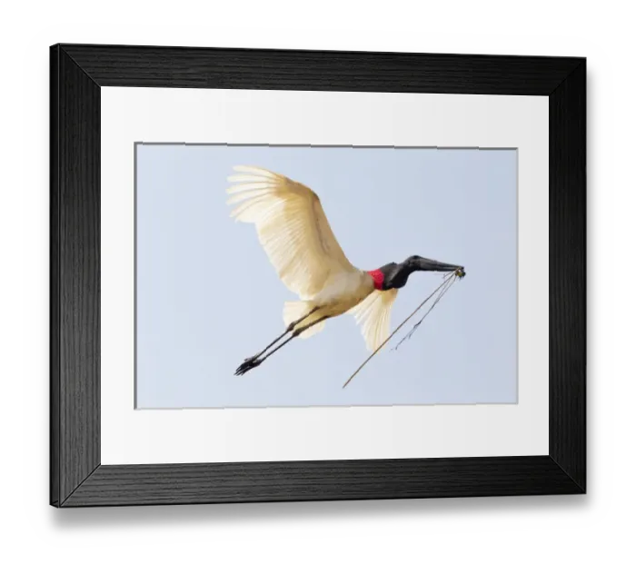 Framed Print : South America, Brazil, Mato Grosso, The Pantanal, jabiru (Jabiru mycteria) Framed Print : South America, Brazil, Mato Grosso, The Pantanal, jabiru (Jabiru mycteria)