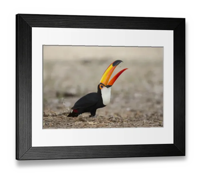 Framed Print : South America, Brazil, Mato Grosso, The Pantanal, toco toucan (Ramphastos toco) Framed Print : South America, Brazil, Mato Grosso, The Pantanal, toco toucan (Ramphastos toco)