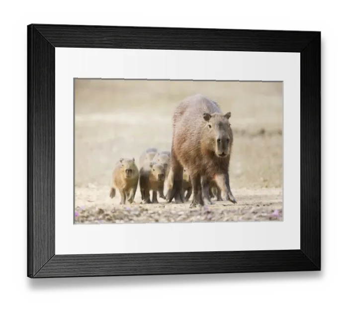 Framed Print : South America, Brazil, Mato Grosso, The Pantanal, capybara, (Hydrochaeris hydrochaeris) Framed Print : South America, Brazil, Mato Grosso, The Pantanal, capybara, (Hydrochaeris hydrochaeris)