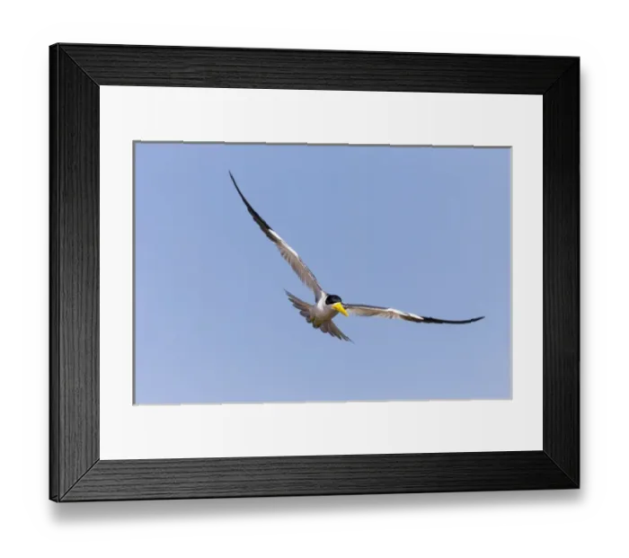 Framed Print : South America, Brazil, Mato Grosso, The Pantanal, large-billed tern, (Phaetusa simplex) Framed Print : South America, Brazil, Mato Grosso, The Pantanal, large-billed tern, (Phaetusa simplex)