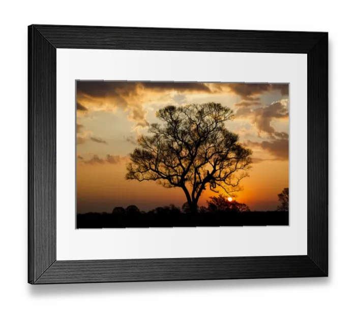 Framed Print : South America, Brazil, Mato Grosso, The Pantanal, ipe tree, (Tabebuia impetignosa) Framed Print : South America, Brazil, Mato Grosso, The Pantanal, ipe tree, (Tabebuia impetignosa)