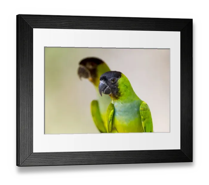 Framed Print : South America, Brazil, Mato Grosso, The Pantanal, black-hooded parakeet, (Nandayus nenday) Framed Print : South America, Brazil, Mato Grosso, The Pantanal, black-hooded parakeet, (Nandayus nenday)