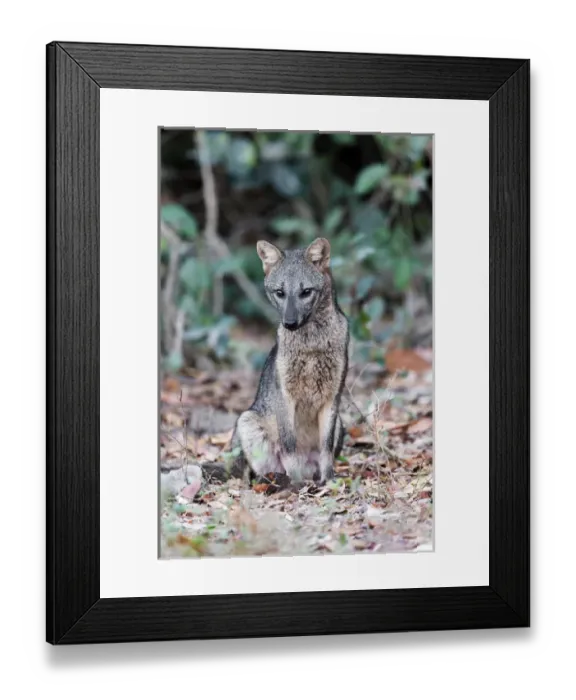 Framed Print : South America, Brazil, Mato Grosso, The Pantanal, crab-eating fox, (Cerdocyon thous) Framed Print : South America, Brazil, Mato Grosso, The Pantanal, crab-eating fox, (Cerdocyon thous)