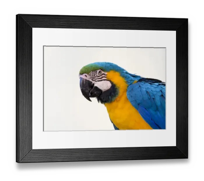 Framed Print : South America, Brazil, Mato Grosso, The Pantanal, blue-and-yellow macaw, (Ara ararauna) Framed Print : South America, Brazil, Mato Grosso, The Pantanal, blue-and-yellow macaw, (Ara ararauna)