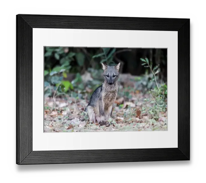 Framed Print : South America, Brazil, Mato Grosso, The Pantanal, crab-eating fox, (Cerdocyon thous)