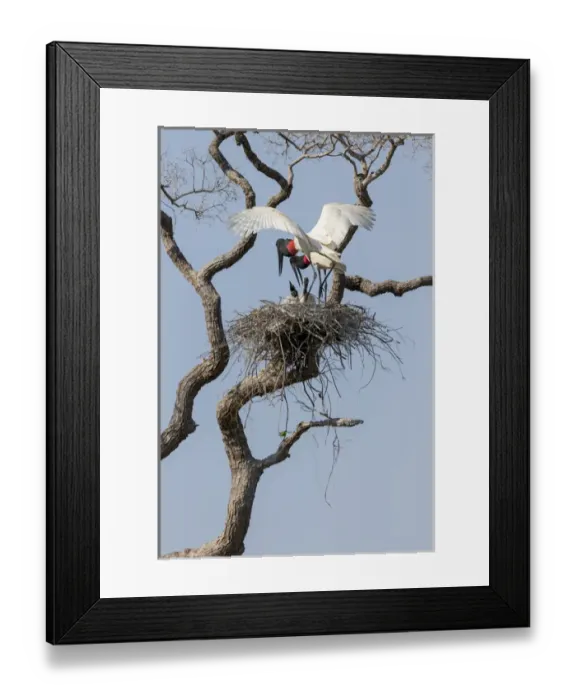 Framed Print : South America, Brazil, Mato Grosso, The Pantanal, jabiru, (Jabiru mycteria) Framed Print : South America, Brazil, Mato Grosso, The Pantanal, jabiru, (Jabiru mycteria)