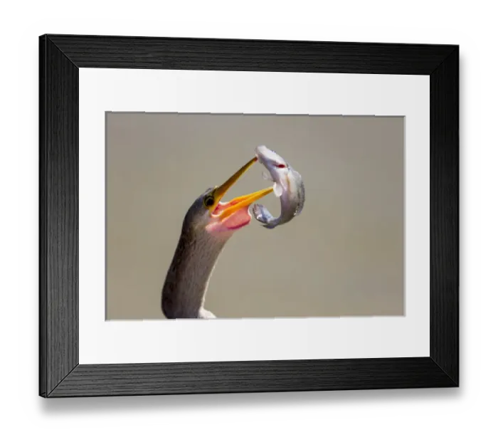 Framed Print : South America, Brazil, Mato Grosso, The Pantanal, anhinga, female, (Anhinga anhinga) Framed Print : South America, Brazil, Mato Grosso, The Pantanal, anhinga, female, (Anhinga anhinga)