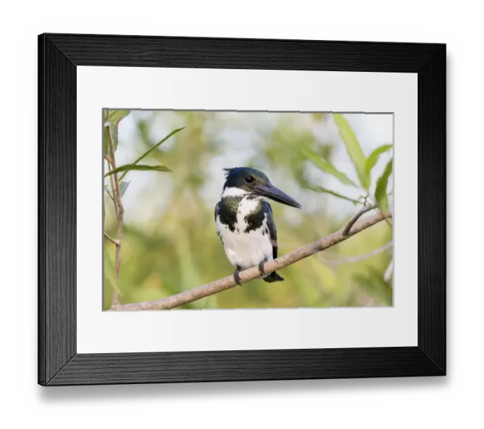 Framed Print : South America, Brazil, Mato Grosso, The Pantanal, Amazon kingfisher, female, (Chloroceryle amazona) Framed Print : South America, Brazil, Mato Grosso, The Pantanal, Amazon kingfisher, female, (Chloroceryle amazona)