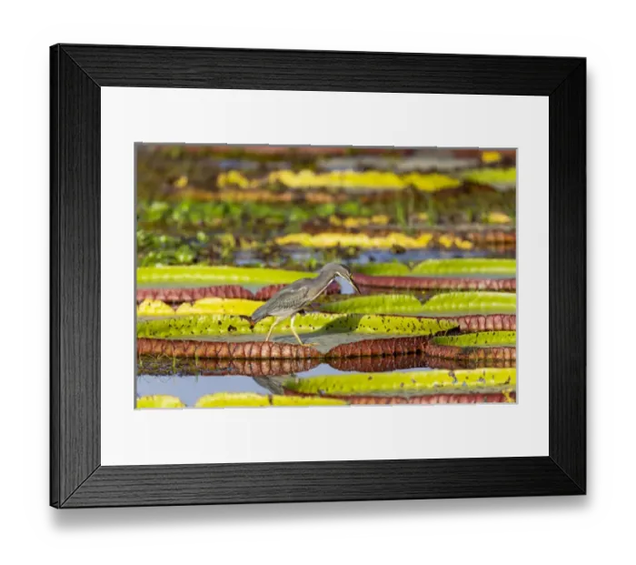 Framed Print : South America, Brazil, Mato Grosso, The Pantanal, Porto Jofre, giant lily pads Framed Print : South America, Brazil, Mato Grosso, The Pantanal, Porto Jofre, giant lily pads