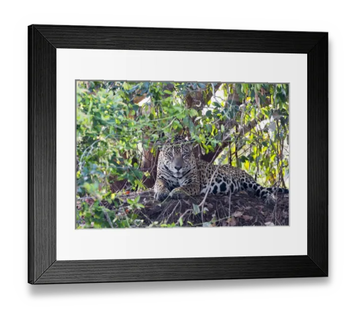 Framed Print : South America, Brazil, Mato Grosso, The Pantanal, Rio Cuiaba, jaguar, (Panthera onca) Framed Print : South America, Brazil, Mato Grosso, The Pantanal, Rio Cuiaba, jaguar, (Panthera onca)