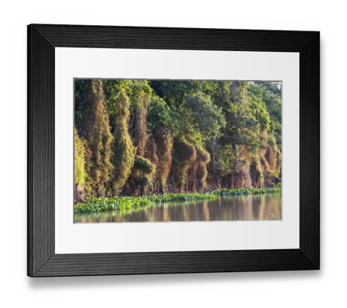 Framed Print : South America, Brazil, Mato Grosso, The Pantanal, Rio Negro