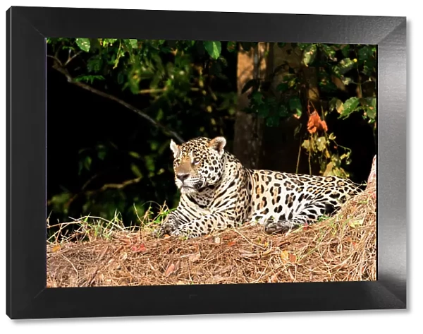 South America, Brazil, Mato Grosso, The Pantanal, jaguar, (Panthera onca)