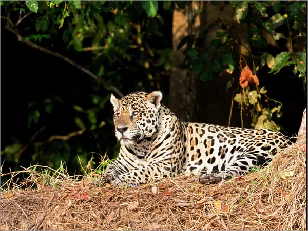 South America, Brazil, Mato Grosso, The Pantanal, jaguar, (Panthera onca)