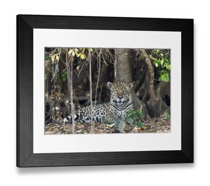 Framed Print : South America, Brazil, Mato Grosso, The Pantanal, jaguar, (Panthera onca) Framed Print : South America, Brazil, Mato Grosso, The Pantanal, jaguar, (Panthera onca)