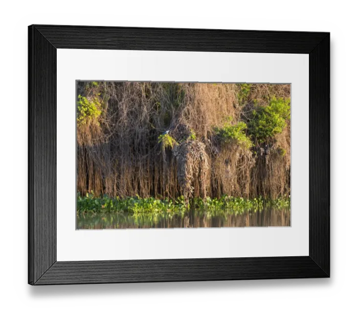 Framed Print : South America, Brazil, Mato Grosso, The Pantanal, Rio Negro