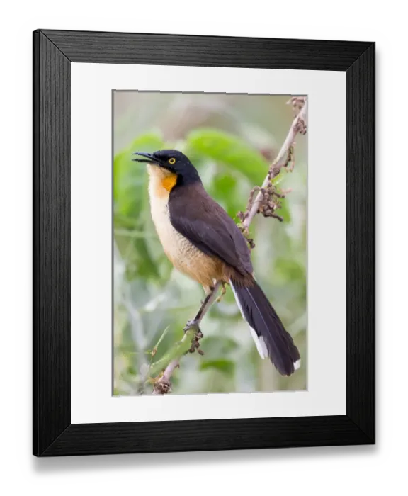 Framed Print : South America, Brazil, Mato Grosso, The Pantanal, black-capped donacobius, (Donacobius atricapilla) Framed Print : South America, Brazil, Mato Grosso, The Pantanal, black-capped donacobius, (Donacobius atricapilla)