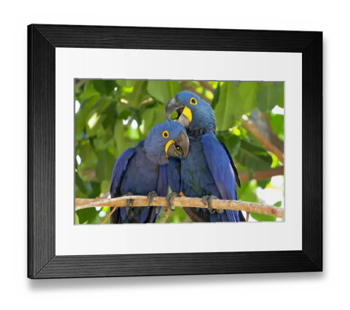 Framed Print : South America, Brazil, Mato Grosso, The Pantanal, hyacinth macaw (Anodorhynchus hyacinthinus) Framed Print : South America, Brazil, Mato Grosso, The Pantanal, hyacinth macaw (Anodorhynchus hyacinthinus)