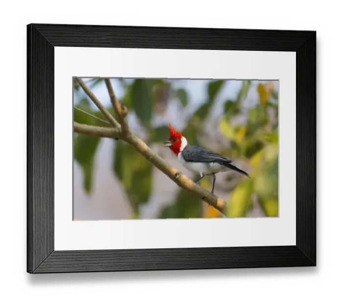 Framed Print : South America, Brazil, Mato Grosso, The Pantanal, red-crested cardinal, (Paroaria coronata) Framed Print : South America, Brazil, Mato Grosso, The Pantanal, red-crested cardinal, (Paroaria coronata)