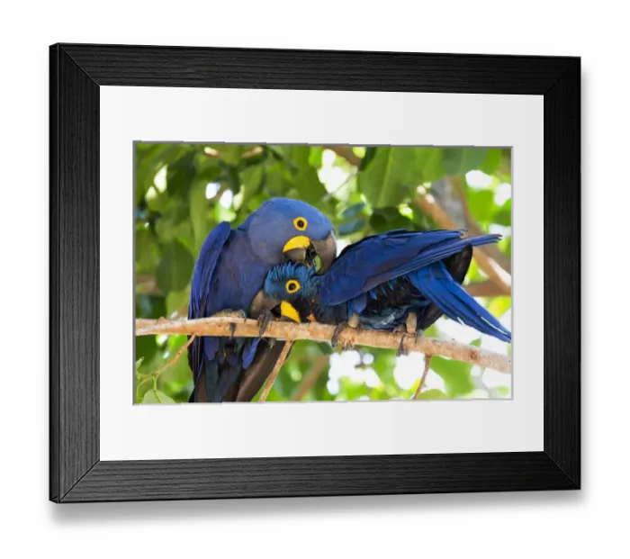 Framed Print : South America, Brazil, Mato Grosso, The Pantanal, hyacinth macaw (Anodorhynchus hyacinthinus) Framed Print : South America, Brazil, Mato Grosso, The Pantanal, hyacinth macaw (Anodorhynchus hyacinthinus)