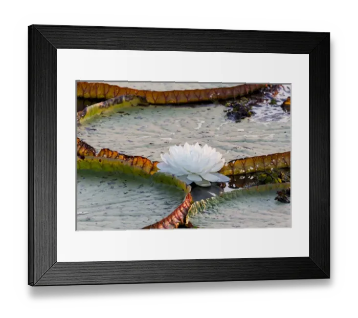 Framed Print : South America, Brazil, Mato Grosso, The Pantanal, Porto Jofre, giant water lilies