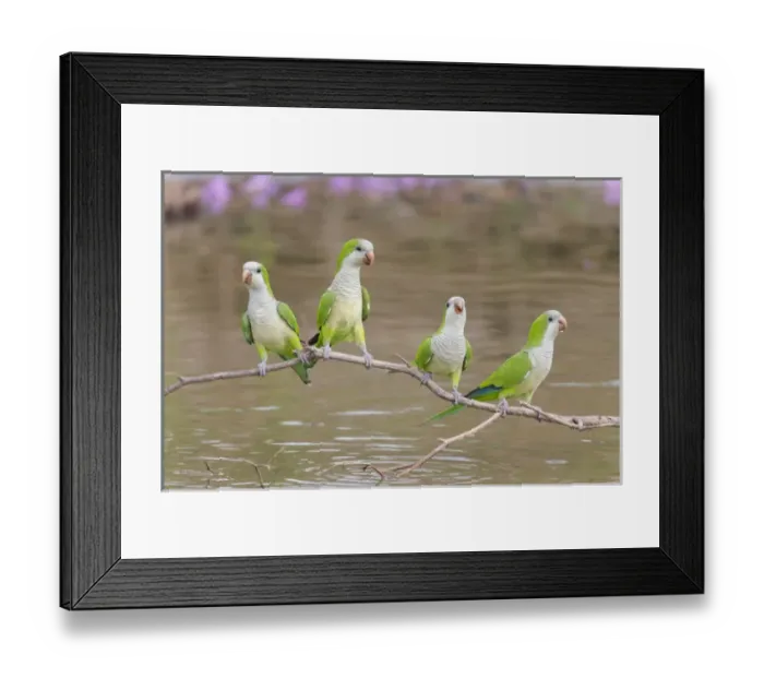 Framed Print : South America, Brazil, Mato Grosso, The Pantanal, monk parakeets, (Myiopsitta monachus) Framed Print : South America, Brazil, Mato Grosso, The Pantanal, monk parakeets, (Myiopsitta monachus)