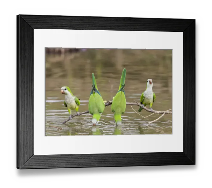 Framed Print : South America, Brazil, Mato Grosso, The Pantanal, monk parakeets, (Myiopsitta monachus) Framed Print : South America, Brazil, Mato Grosso, The Pantanal, monk parakeets, (Myiopsitta monachus)