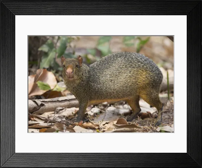 Framed Print : South America, Brazil, Mato Grosso, The Pantanal, azaras agouti, (Dasyprocta azarae)