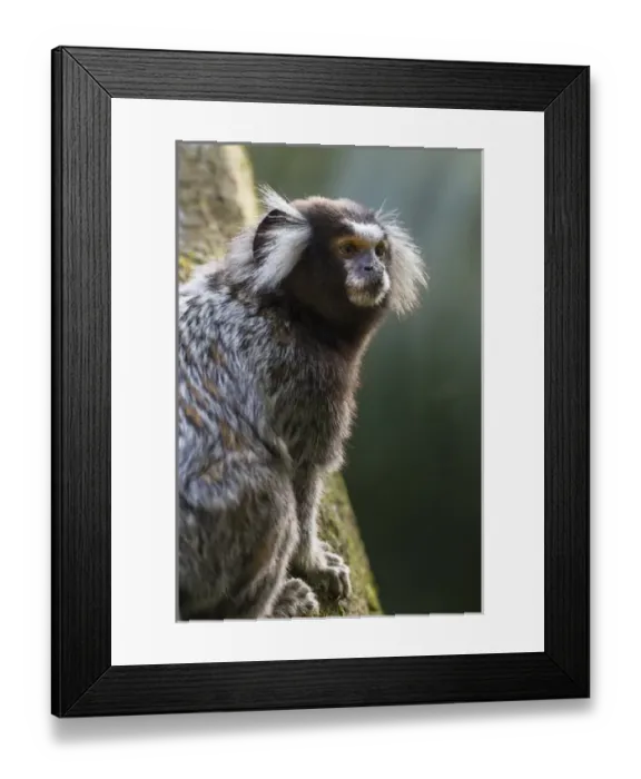 Framed Print : South America, Brazil, State of Sao Paolo, Sao Paolo, common marmoset, (Callithrix jacchus) Framed Print : South America, Brazil, State of Sao Paolo, Sao Paolo, common marmoset, (Callithrix jacchus)