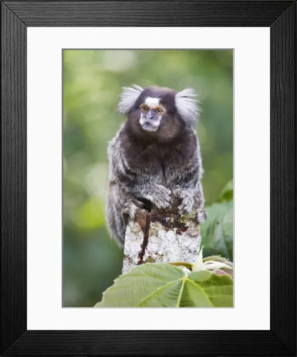 Framed Print : South America, Brazil, State of Sao Paolo, Sao Paolo, common marmoset, (Callithrix jacchus) Framed Print : South America, Brazil, State of Sao Paolo, Sao Paolo, common marmoset, (Callithrix jacchus)