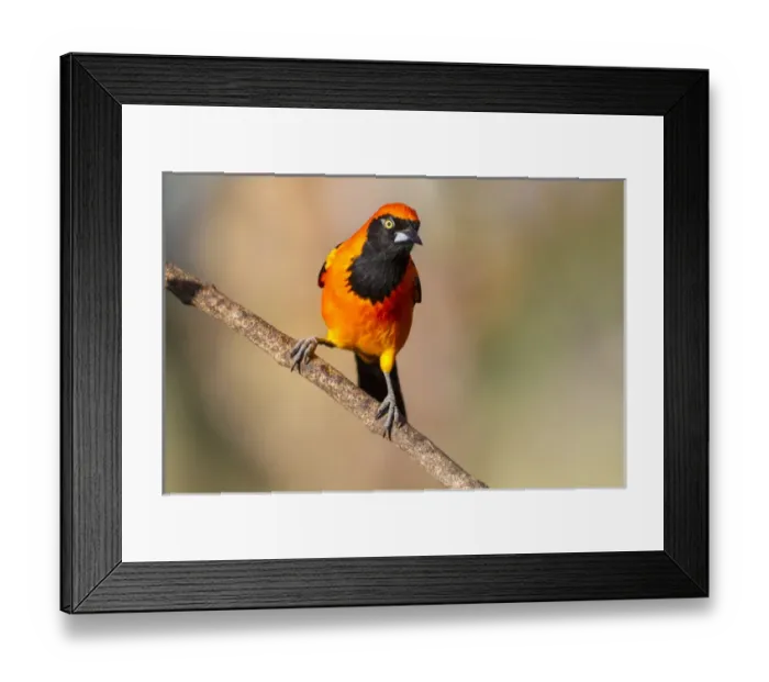 Framed Print : South America, Brazil, Mato Grosso, The Pantanal, orange-backed troupial, (Icterus croconotus)