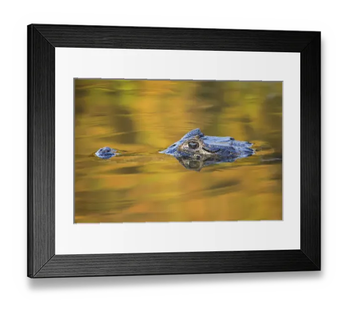 Framed Print : South America, Brazil, Mato Grosso, The Pantanal, black caiman, (Caiman niger) Framed Print : South America, Brazil, Mato Grosso, The Pantanal, black caiman, (Caiman niger)