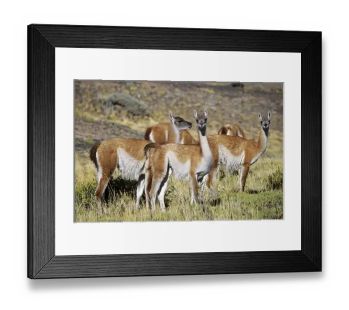 Framed Print : Guanaco (Lama guanicoe) herd in the patagonian steppe, Chile. Guanaco is a camelid Framed Print : Guanaco (Lama guanicoe) herd in the patagonian steppe, Chile. Guanaco is a camelid