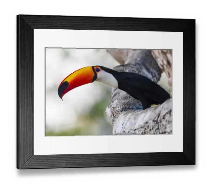 Framed Print : South America, Brazil, Mato Grosso, The Pantanal, toco toucan, (Ramphastos toco) Framed Print : South America, Brazil, Mato Grosso, The Pantanal, toco toucan, (Ramphastos toco)