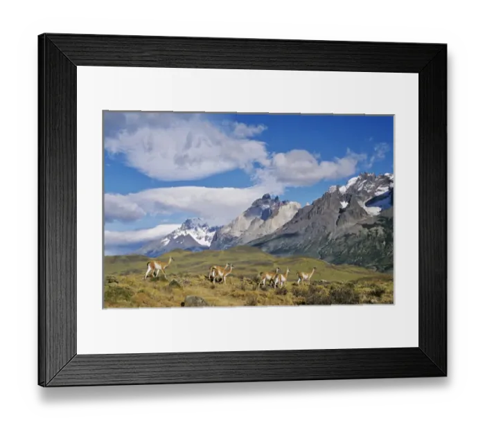 Framed Print : Guanaco (Lama guanicoe) herd with the landmark Cuernos del Paine in the background, Chile Framed Print : Guanaco (Lama guanicoe) herd with the landmark Cuernos del Paine in the background, Chile