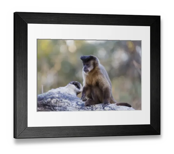 Framed Print : South America, Brazil, Mato Grosso, The Pantanal, brown capuchin monkey, (Cebus apella) Framed Print : South America, Brazil, Mato Grosso, The Pantanal, brown capuchin monkey, (Cebus apella)