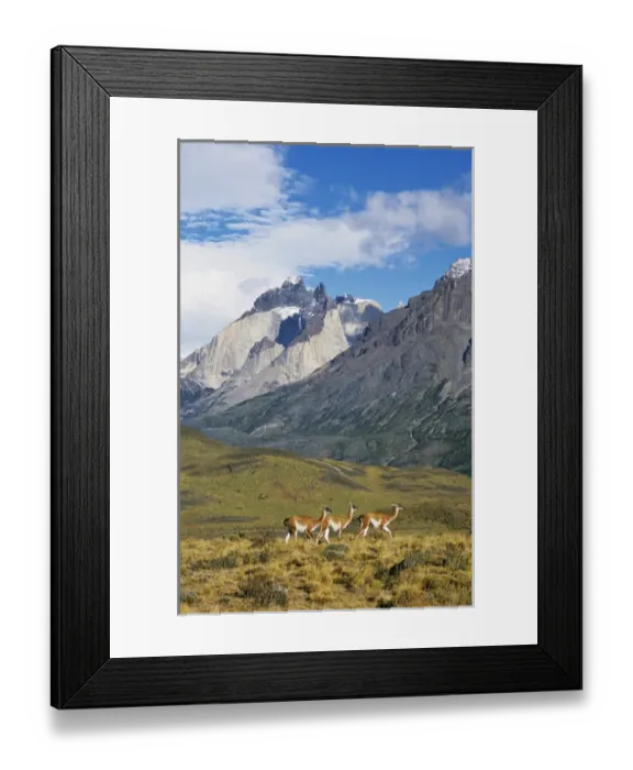 Framed Print : Guanaco (Lama guanicoe) herd with the landmark Cuernos del Paine in the background, Chile Framed Print : Guanaco (Lama guanicoe) herd with the landmark Cuernos del Paine in the background, Chile