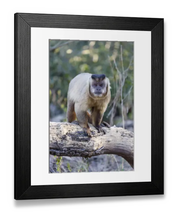 Framed Print : South America, Brazil, Mato Grosso, The Pantanal, brown capuchin monkey, (Cebus apella) Framed Print : South America, Brazil, Mato Grosso, The Pantanal, brown capuchin monkey, (Cebus apella)