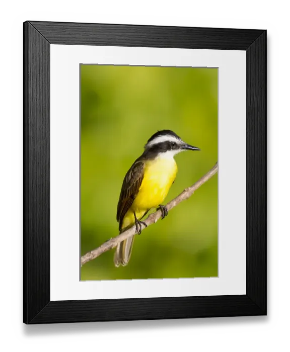 Framed Print : South America, Brazil, Mato Grosso, The Pantanal, lesser kiskadee, (Philohydor lictor) Framed Print : South America, Brazil, Mato Grosso, The Pantanal, lesser kiskadee, (Philohydor lictor)