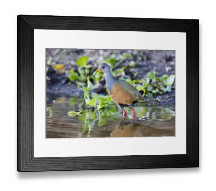 Framed Print : South America, Brazil, Mato Grosso, The Pantanal, gray-necked wood rail, (Aramids cajamea) Framed Print : South America, Brazil, Mato Grosso, The Pantanal, gray-necked wood rail, (Aramids cajamea)