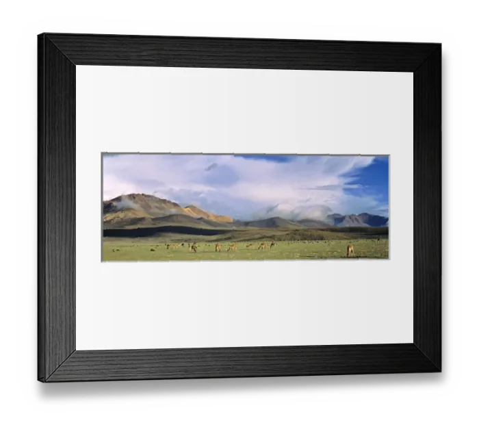 Framed Print : Vicuna (Vicugna vicugna), Altiplano, Chile Framed Print : Vicuna (Vicugna vicugna), Altiplano, Chile