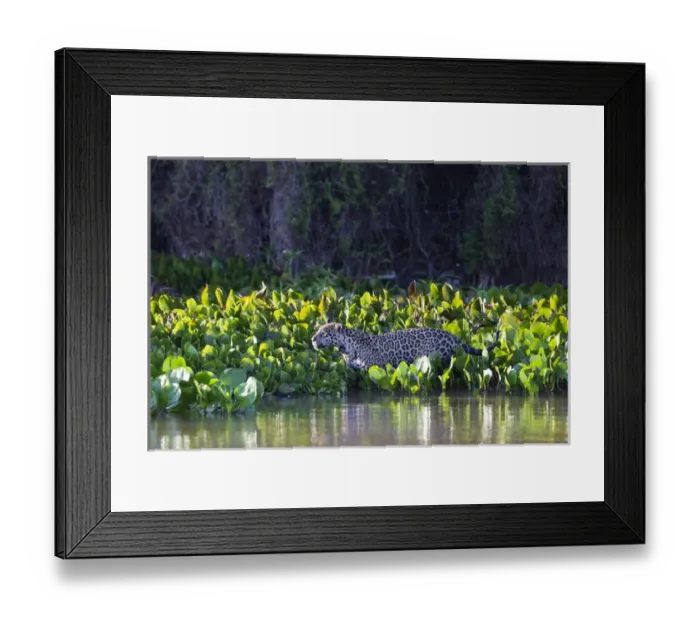 Framed Print : South America, Brazil, Mato Grosso, The Pantanal, Rio Cuiaba, jaguar, (Panthera onca) Framed Print : South America, Brazil, Mato Grosso, The Pantanal, Rio Cuiaba, jaguar, (Panthera onca)