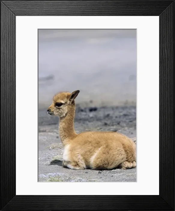 Framed Print : Vicuna (Vicugna vicugna), Altiplano, Chile Framed Print : Vicuna (Vicugna vicugna), Altiplano, Chile