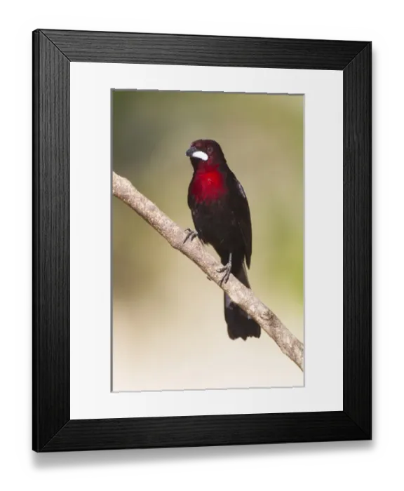 Framed Print : South America, Brazil, Mato Grosso, The Pantanal, silver-beaked tanager, (Ramphocelus carbo) Framed Print : South America, Brazil, Mato Grosso, The Pantanal, silver-beaked tanager, (Ramphocelus carbo)