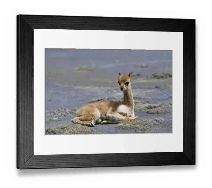 Framed Print : Vicuna (Vicugna vicugna), Altiplano, Chile Framed Print : Vicuna (Vicugna vicugna), Altiplano, Chile