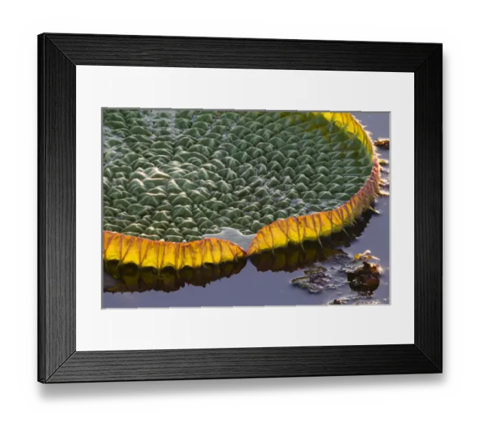 Framed Print : South America, Brazil, Mato Grosso, The Pantanal, Porto Jofre, giant lily pad, (Victoria amazonica) Framed Print : South America, Brazil, Mato Grosso, The Pantanal, Porto Jofre, giant lily pad, (Victoria amazonica)