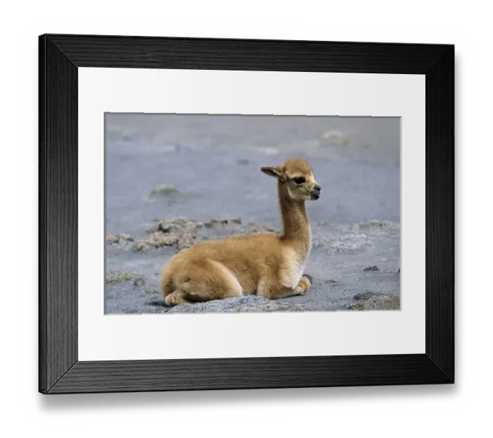 Framed Print : Vicuna (Vicugna vicugna), Altiplano, Chile Framed Print : Vicuna (Vicugna vicugna), Altiplano, Chile