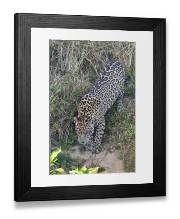 Framed Print : South America, Brazil, Mato Grosso, The Pantanal, Rio Cuiaba, jaguar, (Panthera onca) Framed Print : South America, Brazil, Mato Grosso, The Pantanal, Rio Cuiaba, jaguar, (Panthera onca)
